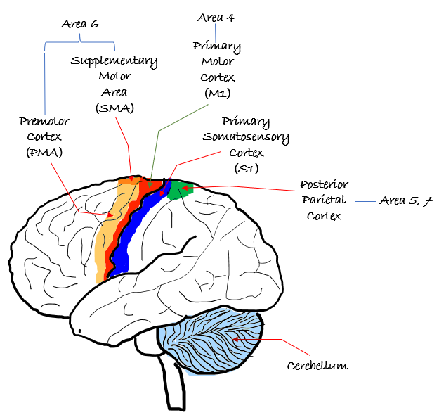 Brain Diagram Sensory Cortex