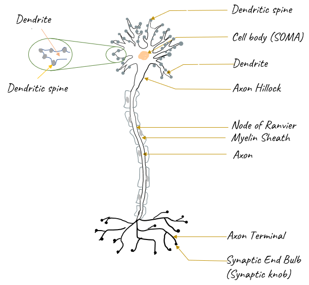 Axon hillock - Wikipedia